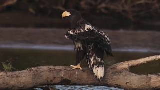 Kamchatka on Spirit of Enderby, Heritage Expeditions 2017