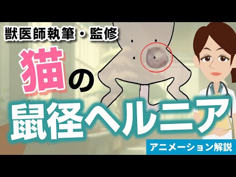 猫のヘルニア - 種類、症状、治療法