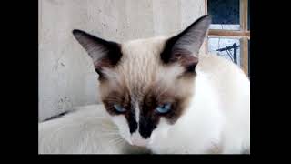 Milton Teixeira, pensando por gatinhos.