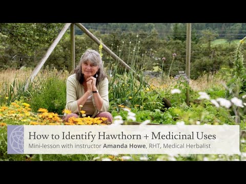 How to Identify Hawthorn + Medicinal Uses |...