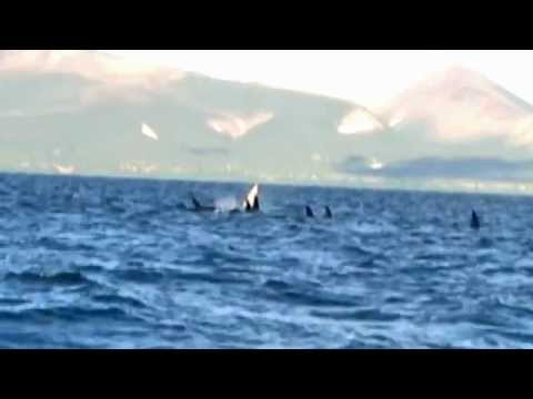 Avvistamento di un’orca tutta bianca