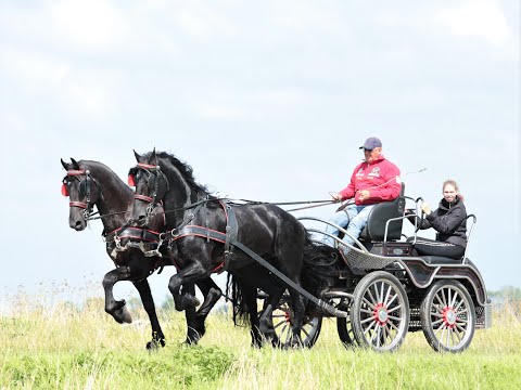 Stal Okkema's Ipe & Hartger pair of 4 years old stallions - 1.70m