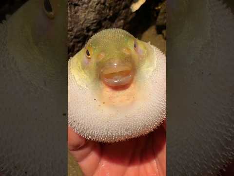 puffer Fish - self defense