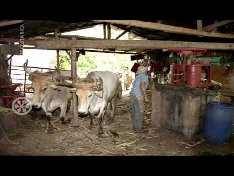 Yo no me Voy de mi Llano - Jorge Guerrero