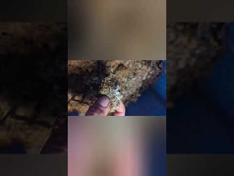 making IMO 3 & 4 for living soil cannabis grow 5 weeks in veg #grow #KNF#cannabis