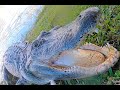 I Go Deep Underwater To Catch This Alligator