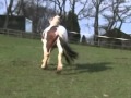 Patches The Horse