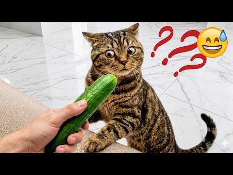 The Funniest Cats and Dogs Videos Ever 🐈