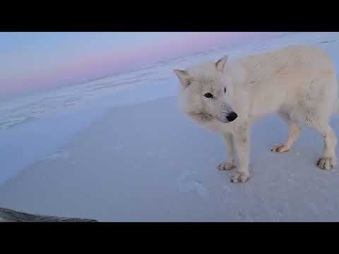 Ellesmere Island Arctic Wolf Photography Expedition April 2025 - by Ausuittuq Adventures