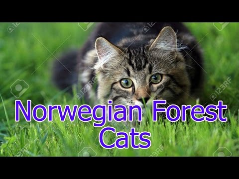 Norwegian Forest ★ Cats AnyFuns Channel