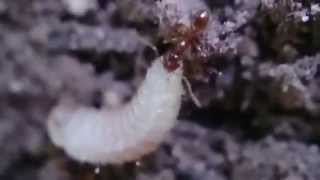 preview picture of video 'Formica Vs Larva - Video con lente macro - Ant vs larva - Video with macro lens'