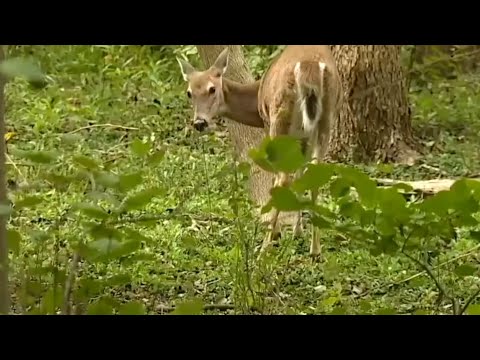 Michigan DNR announces new deer hunting rules for 2025 season