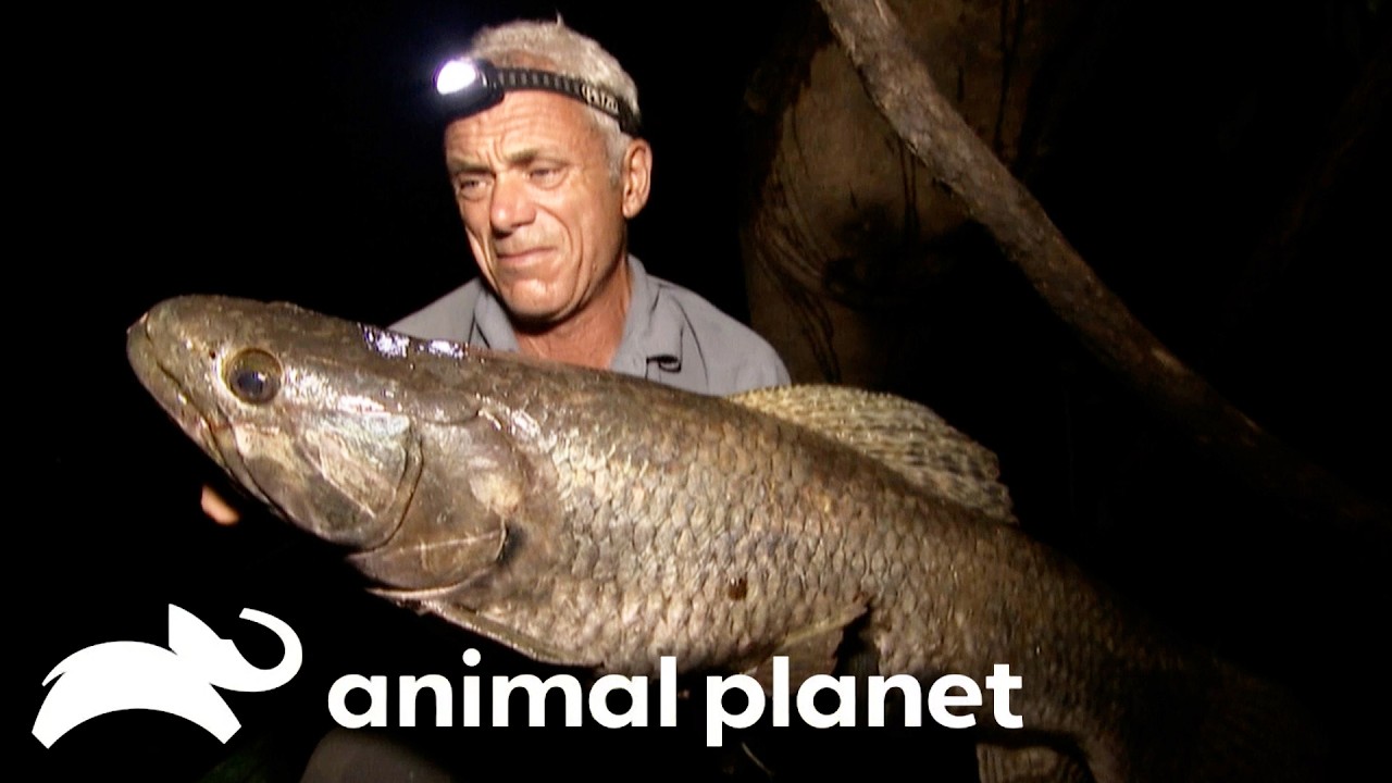 Jeremy Wade Captures the Elusive Wolf Fish! | River Monsters | Animal Planet