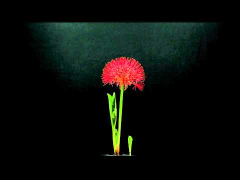 Time Lapse -- The Dancing Flower (Scadoxus multiflorus, Blood Lily, Flor de Natal)