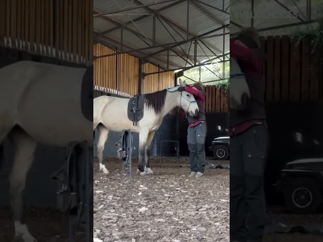 Jument 5 ans, sensible et communicative