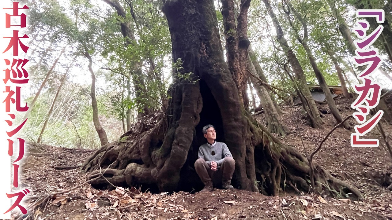 【本田さんの休日】古木巡礼シリーズ#4『街で見かける姿とは違うシラカシの姿とは』【ショクナナ植物研究所】