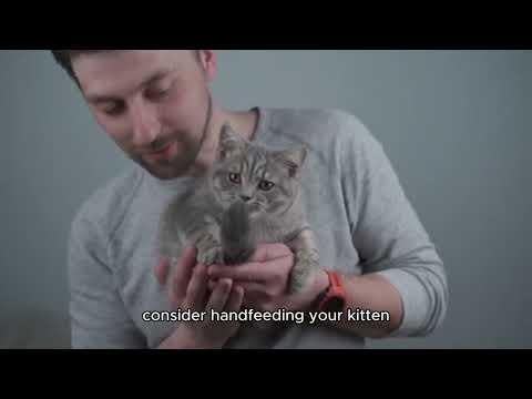 How to Encourage Your Kitten to Eat: Tips for Picky Eaters