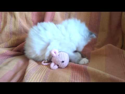 Siberiani delle Terre Selvagge le piccole giocano