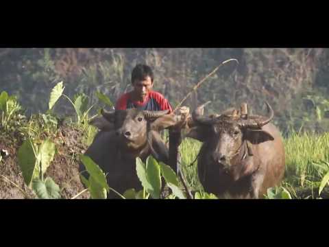 Profil Singkat Desa Langgongsari