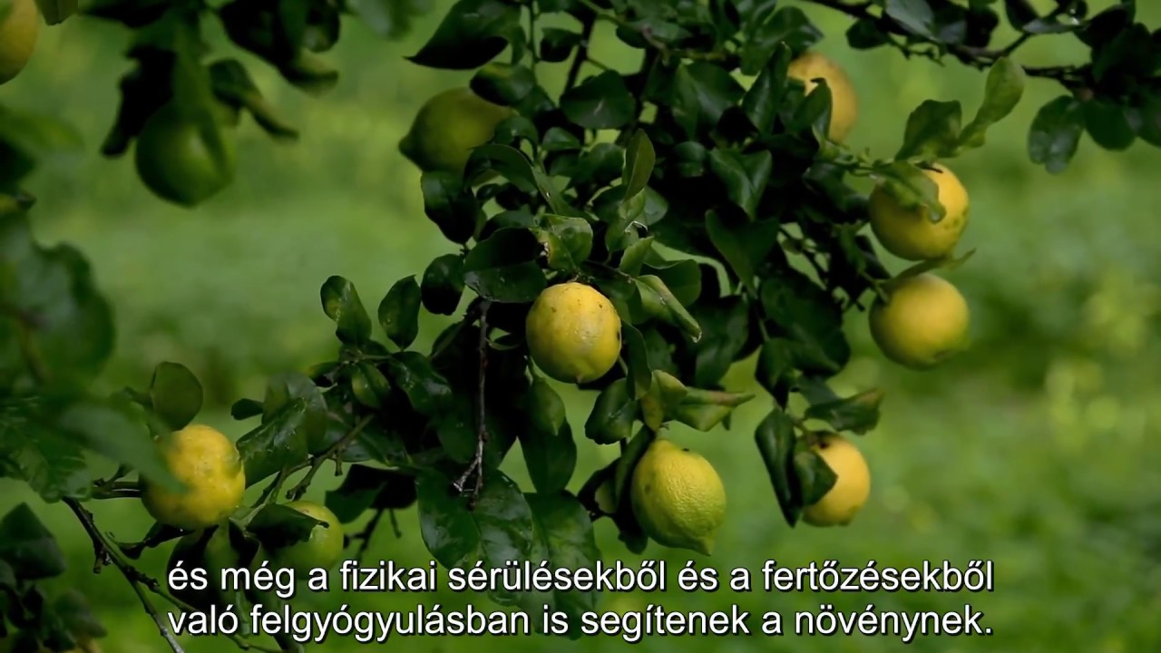 dōTERRA: Tiszta és természetes thumbnail