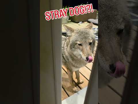 SNEAKY PUPPY!🐺 #coyote #weavethecoyote #dog #pitbull #cat #cute #animals #animal #happy #wildlife 