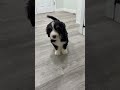 Mini Bernedoodle dogs for sale: Tucker - Video 1
