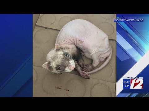 RISPCA seeks donations for abandoned furless ferret - YouTube