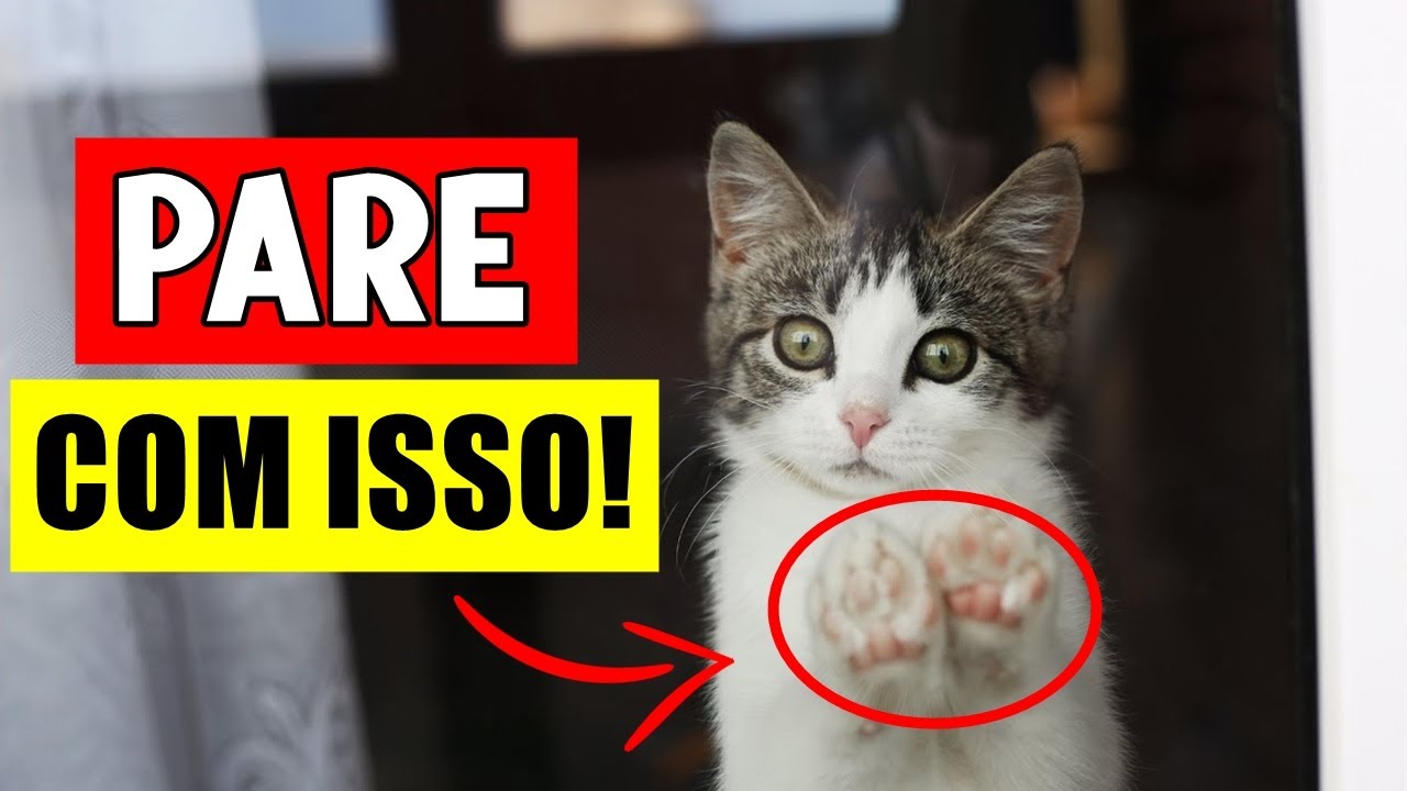 Se você tem um gato que NÃO sai de casa NUNCA FAÇA ESSAS COISAS! (Erros de tutores de gatos)