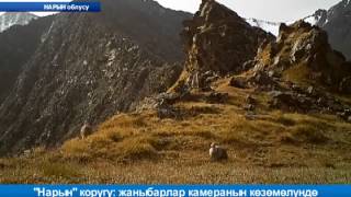 "Нарын" коругу: жаныбарлар камеранын көзөмөлүндө