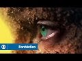 Fantástico Abertura 2015 Está No Ar Veja