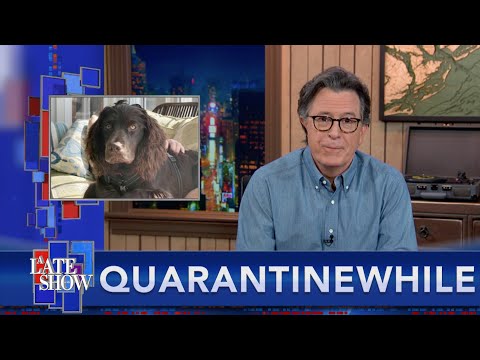 隔離的同時...貓咪不支持你，狗狗也不關心你的生死。 (Quarantinewhile... Cats Don't Have Your Back, And Dogs Don't Care If You Live Or Die)