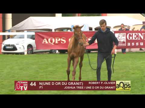 Show Aqps Ouest 2019 : Lot 44 - N(UNE D OR DU GRANIT 2019)