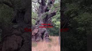 The Major Oak tree|Sherwood Forest Nottingham | 700 years old oak tree|keebler elf house