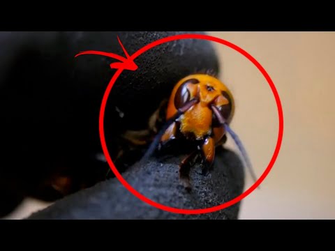 Az ázsiai óriás darázs - hatalmas szárnyas veszedelem