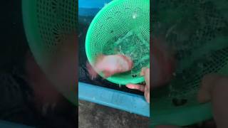 Download lagu hunting for betta fish I caught a really big fish 🐟🎉❤️ #shorts #trending #fish #fishing #fish mp3