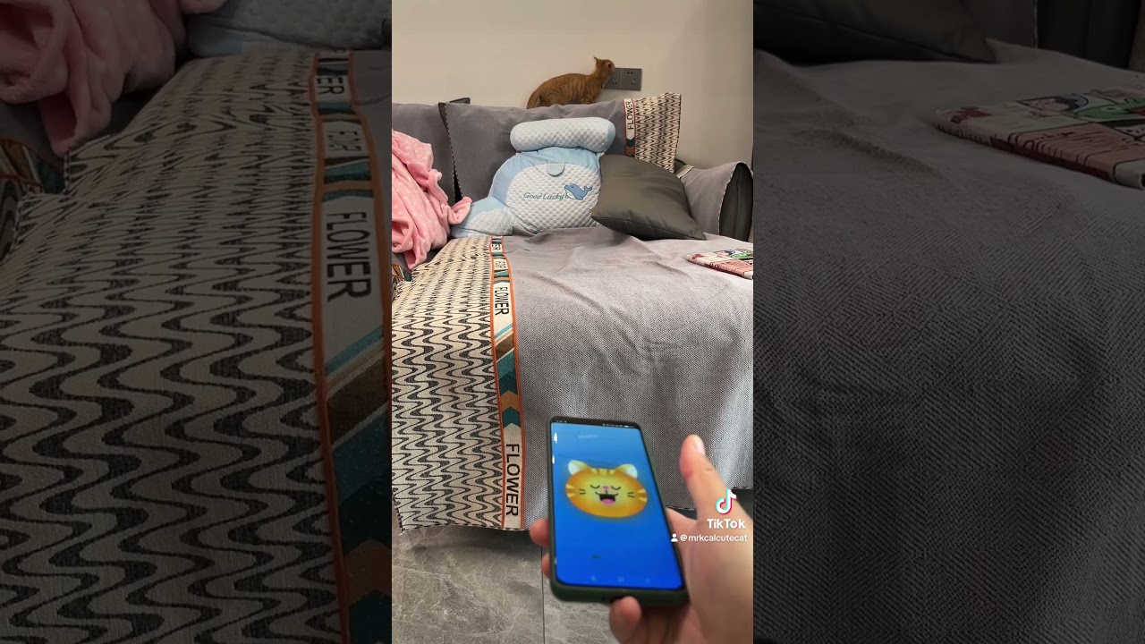 I tried out a cat translator app on my phone—and my kitty actually answered me! We nailed it!