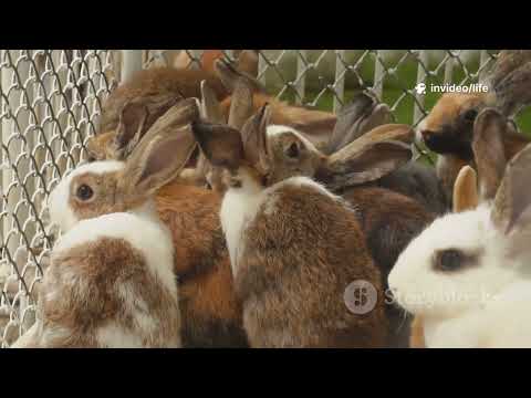 Lagomorph Largest