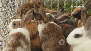 Rabbits around the World: Dashing Lagomorphs!
