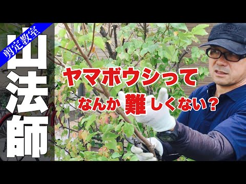 園芸 ヤマボウシ、ハナミズキ、イチゴの木