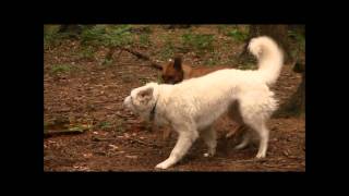 Kuvasz vs Rhodesian Ridgeback - Battle