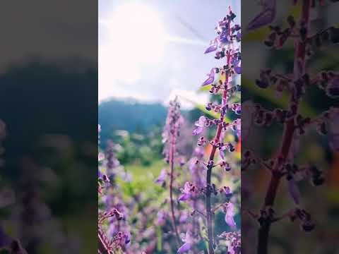 Slow Motion at 1080p 250fps with Poco F3