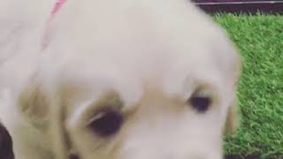 Video preview image #1 Golden Retriever Puppy For Sale in CORONA, CA, USA