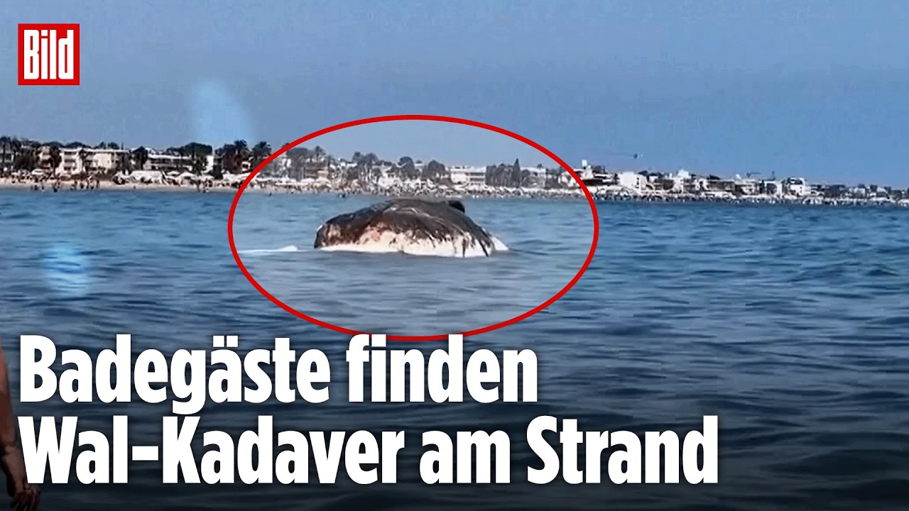 WAL-ALARM VOR BARCELONA: Toter Kadaver treibt plötzlich am Badestrand in Spanien