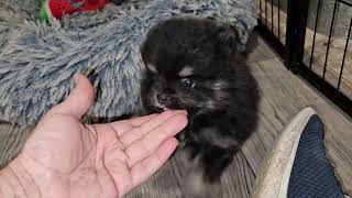 10282025 Luna x Picasso B/T Male Pom Puppy