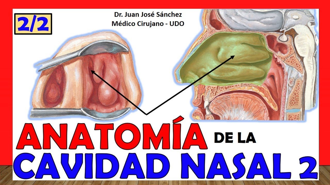 🥇 CAVIDAD NASAL 2. (2/2). ¡Explicación Fácil y Sencilla! (Divisiones, Irrigación e Inervación)