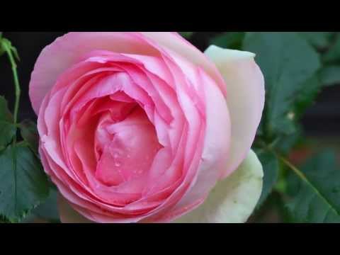 MariaLuisa　A guitar play with images of lovely roses NOW