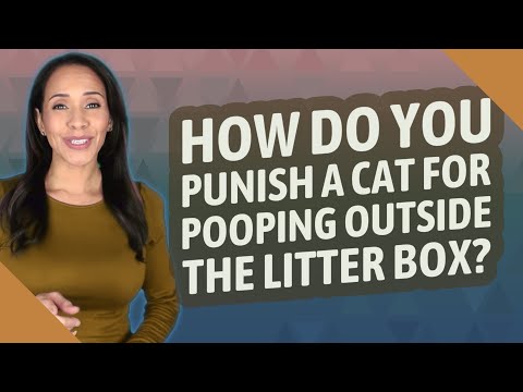 How do you punish a cat for pooping outside the litter box?