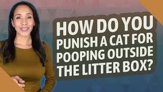 How do you punish a cat for pooping outside the litter box?