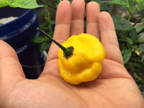 download lagu mp3 mp4 How To Grow Scotch Bonnet Peppers In Pots, download lagu How To Grow Scotch Bonnet Peppers In Pots gratis, unduh video klip How To Grow Scotch Bonnet Peppers In Pots
