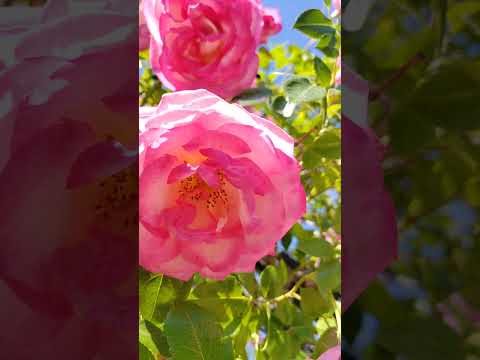 #prettylittlebaby #maytime #rosestime